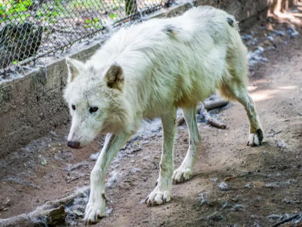 Парисын ойролцоох амьтны хүрээлэнгийн гурван чоно нэг эмэгтэй рүү дайрч, хүнд гэмтээжээ